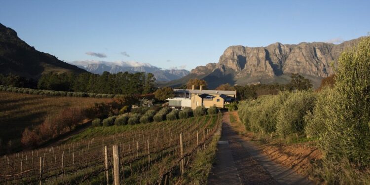 زيتون جنوب أفريقيا يثمر في بلاد العالم