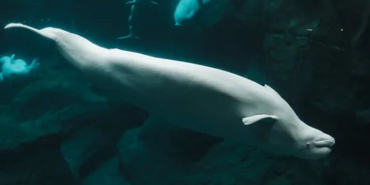 جاسوس روسي في البحر يثير قلق سلطات دولة أوروبية