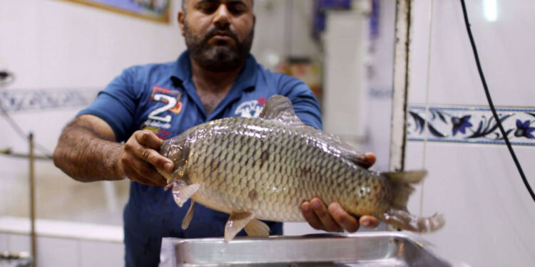 قرار حكومي يشعل أسعار السمك في العراق