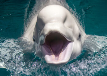 “الحوت الأبيض” الذي يُعتقد أن موسكو تستخدمه للتجسس ! حركته بطيئة يسبح قرب السطح يقلد لغة البشر