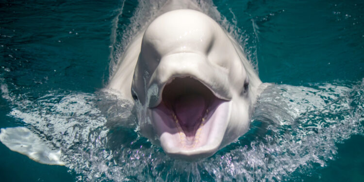 “الحوت الأبيض” الذي يُعتقد أن موسكو تستخدمه للتجسس ! حركته بطيئة يسبح قرب السطح يقلد لغة البشر