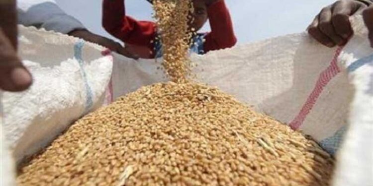 بابل .. فريق رقابي يضبط شحنة ضخمة من الحنطة التالفة