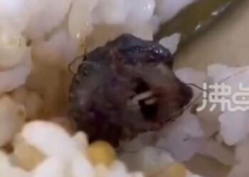 طالب يكتشف جسما غريبا في وجبته.. رأس بطة أم فأر