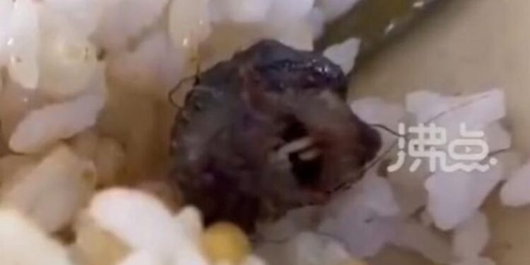 طالب يكتشف جسما غريبا في وجبته.. رأس بطة أم فأر