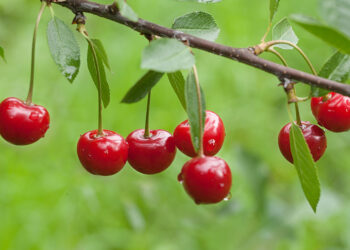 كرز الياقوت ,,,, أفخم الهدايا اليابانية سعر الحبة الواحدة 300 $