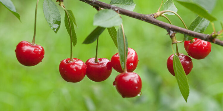 كرز الياقوت ,,,, أفخم الهدايا اليابانية سعر الحبة الواحدة 300 $