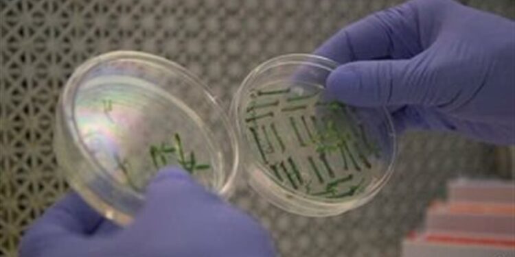 تخليـــق نماذج لأجنة بشرية دون بويضات وحيوانات منوية