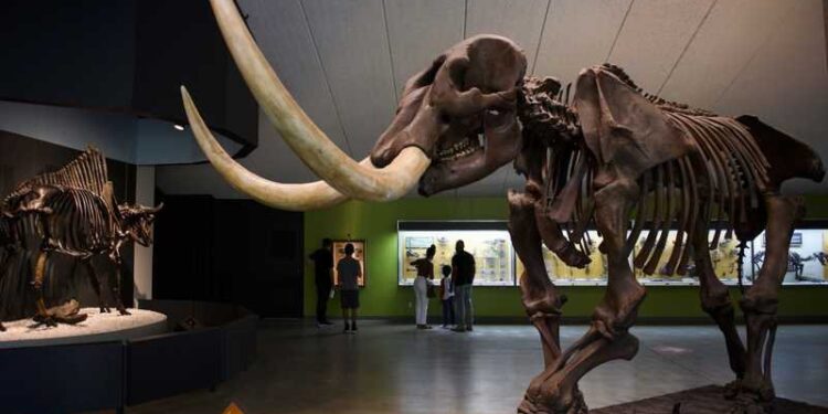 سيدة تعثر على قطعة من “حيوان منقرض” في أحد شواطئ كاليفورنيا