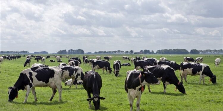 إيرلندا تدرس إعــــدام 200 ألف رأس ماشية
