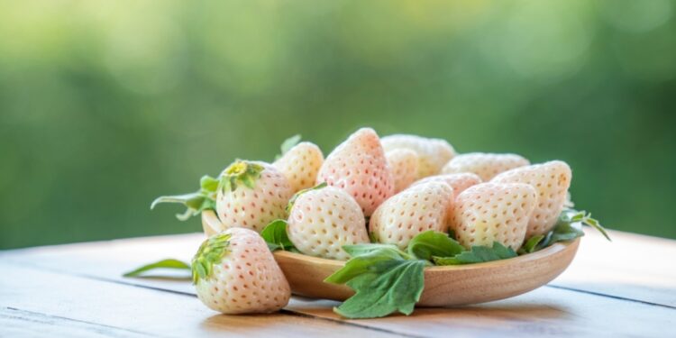فوائد الفراولة البيضاء وشروط زراعتها