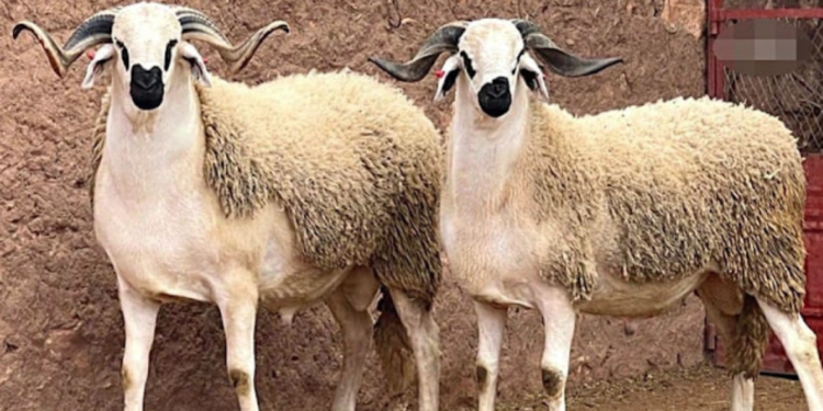 أغلى أنواع الخرفان في المغرب