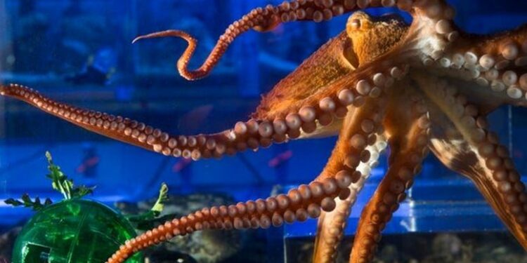 القدرات العقلية للأخطبوط