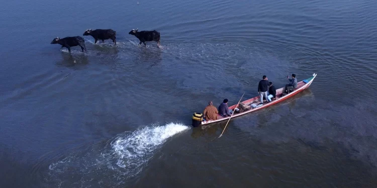 إنشاء “أول معمل لحليب الجاموس ومشتقاته” في منطقة الجبايش