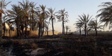 ديالى .. “حريق مجهول” يلتهم اكثر من 100 دونم من البساتين