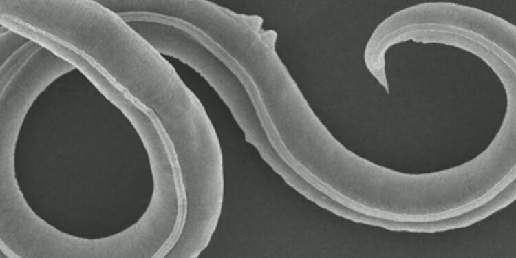 دودة تعاود ممارسة نشاطها .. بعد سبات 46 ألف عام