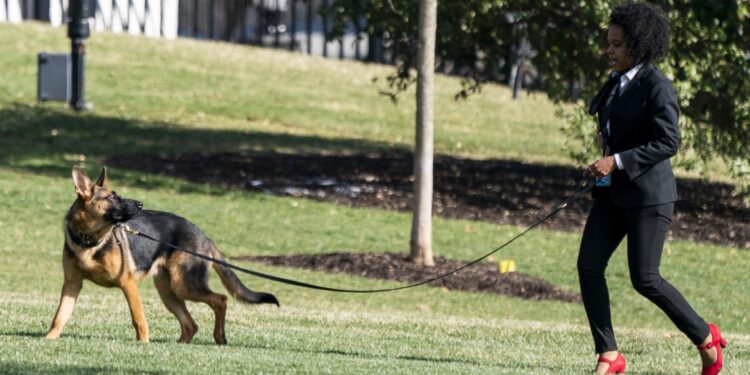 كلب بايدن يخرج عن السيطرة ويهاجم موظفين وعناصر بالخدمة السرية