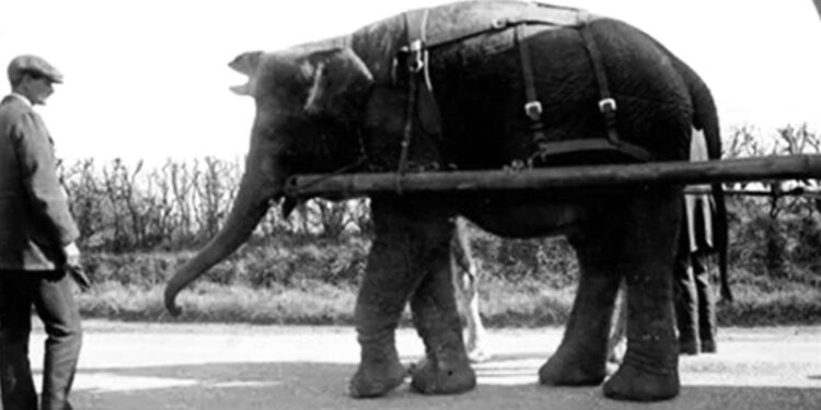 علماء الآثار في بريطانيا يبدأون مهمة للبحث عن “جيفة فيل”