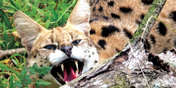 اكتشاف نوعين جديدين من القطط