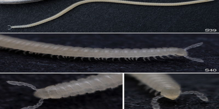 اكتشاف مخلوق جديد له 486 قدماً