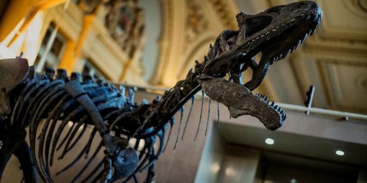 عرض هيكلين لديناصورين للبيع في مزاد بأمريكا