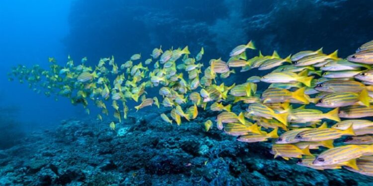 اكتشاف كائن حي يسيطر على “الصحارى بحرية”