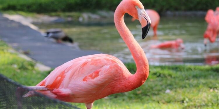 10 أطعمة غريبة من العالم القديم لا يزال الناس يأكلونها اليوم