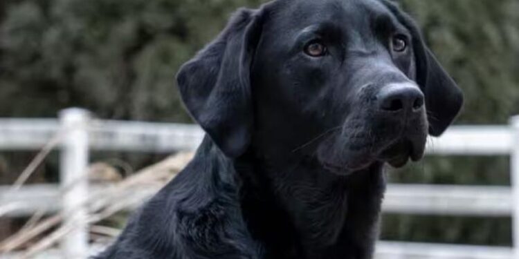 كلب بوليسي يعثر على (مليون يورو) مخبأة