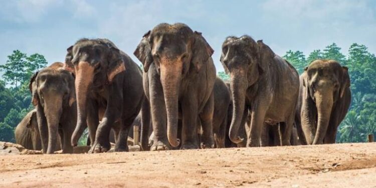 أفيـــال “الملكة إليزابيث” تقتل رجلين