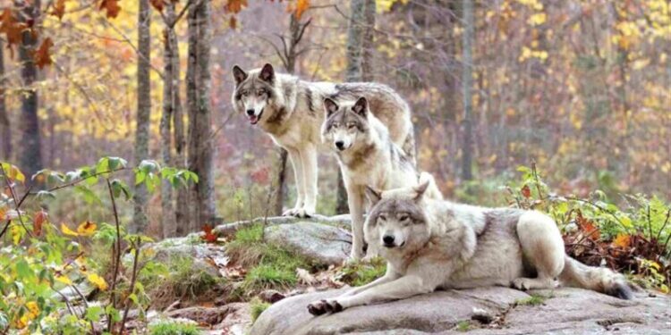 كاليفورنيا .. اكتشاف مجموعة جديدة من الذئاب الرمادية “المهددة بالانقراض”