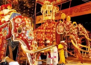 سريلانكا .. أفيال تهاجم العشرات في احتفال ديني