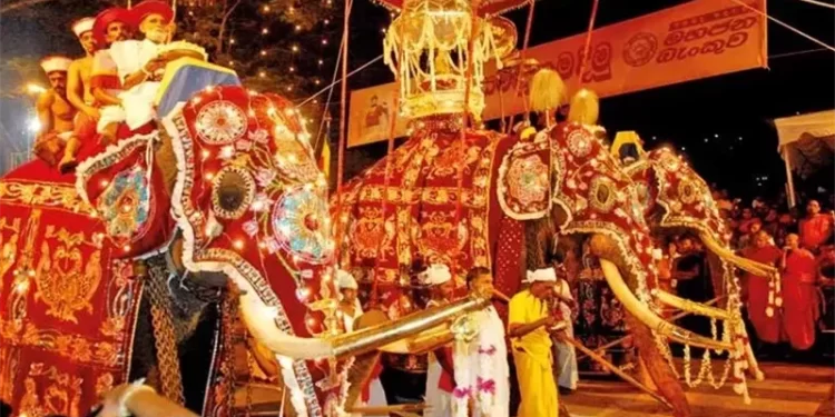 سريلانكا .. أفيال تهاجم العشرات في احتفال ديني