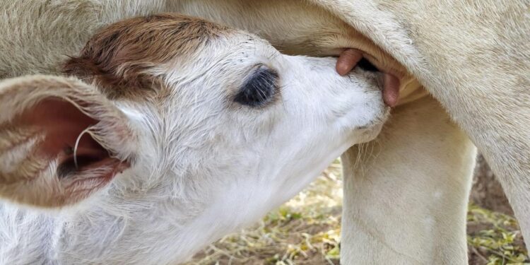 “حرب الحليب” بين النباتيين وخصومهم