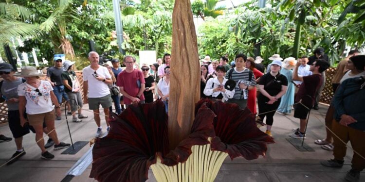 تفتّــح زهرة “برائحة النفايات” في حديقة أميركية