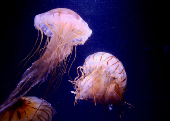 التعرف على حيوان بحري لأول مرة ,,, له 20 ذراعاً معظمها من الريش