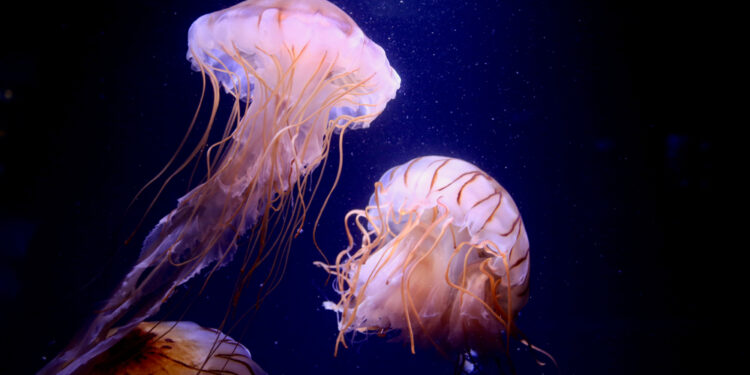 التعرف على حيوان بحري لأول مرة ,,, له 20 ذراعاً معظمها من الريش