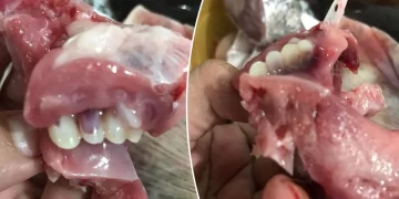 العثور على أسنان بشرية داخل سمكة للطهي