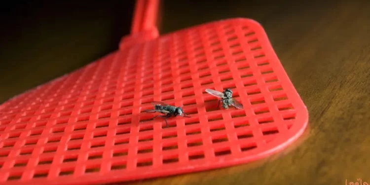 بعد 20 عاماً من التجارب .. الذباب الميت يمكن تحويله إلى بلاستيك