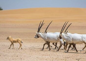 الامارات الاولى في اعداد (المها العربية) المعاد توطينها