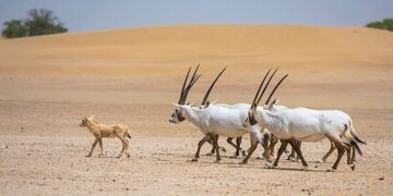 الامارات الاولى في اعداد (المها العربية) المعاد توطينها
