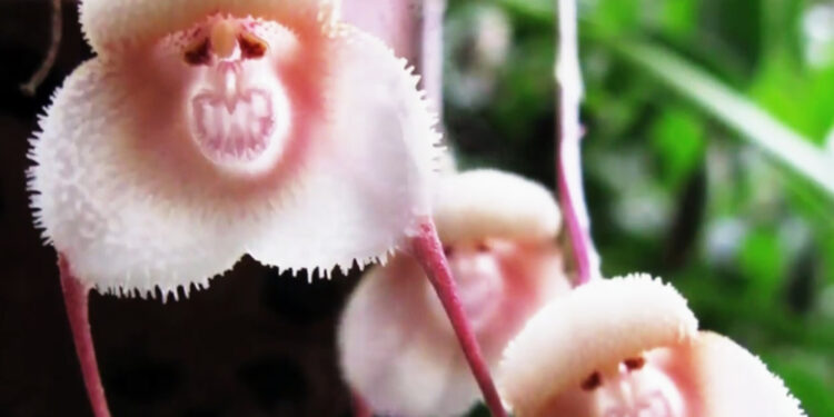 أغرب وأبشع الزهور النادرة حول العالم