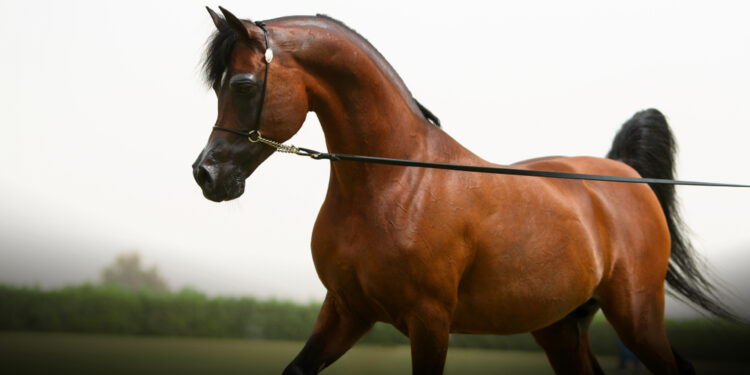 صفات “الخيول العربية” وأهم مميزاتها