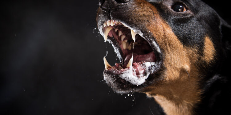 أشرس 10 كلاب في العالم