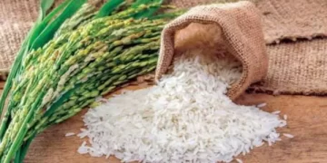 كيف وصل الأرز إلى العرب ؟