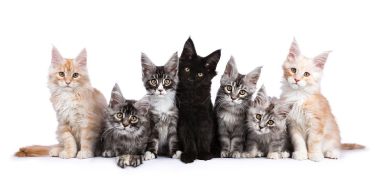 لماذا تحب القطط الأليفة الإلقاء بالأشياء على الأرض؟