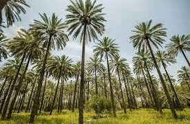تمور العراق ,,, الحرارة ساهمت بزيادة النخيل