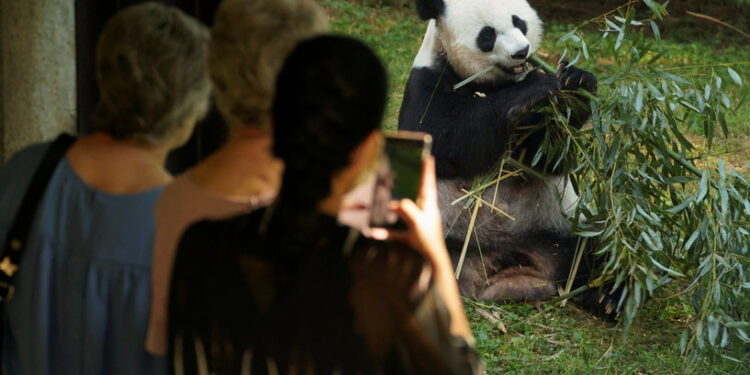 الصين .. هل تحوّل “الدب اللطيف” إلى سلاح سياسي ؟