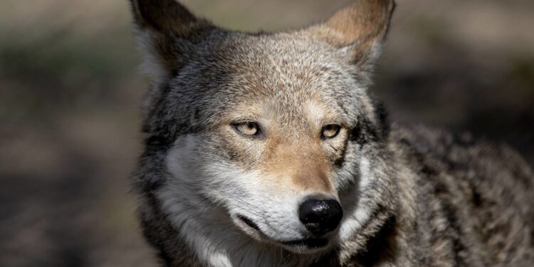 الذئــــاب تهدد الاتحاد الأوروبي
