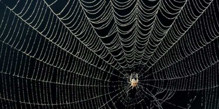 اكتشــاف ثاني أضخم حفرية عنكبوت