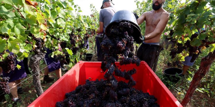 البرتغال .. النبيذ الأحمر يجتــــاح شوارع قرية