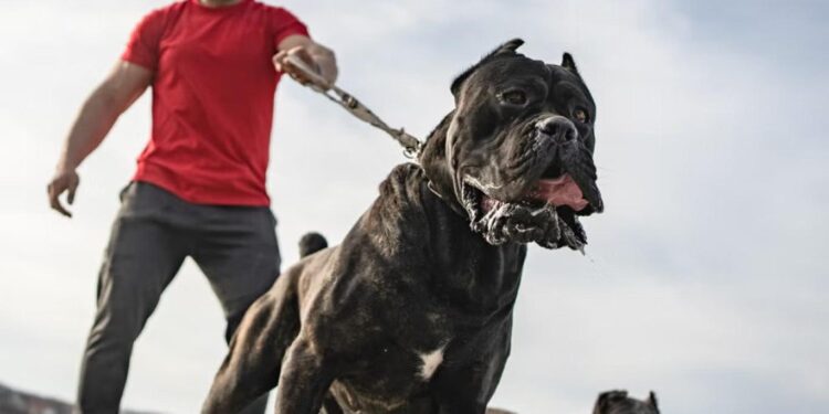 كــلاب “بولي الأميركية” ليست المشكلة فيها وإنما في طريقة رعايتها